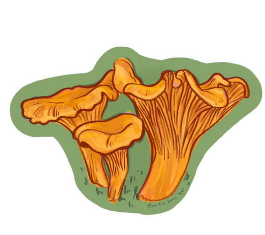 Chanterelle Sticker 2x3